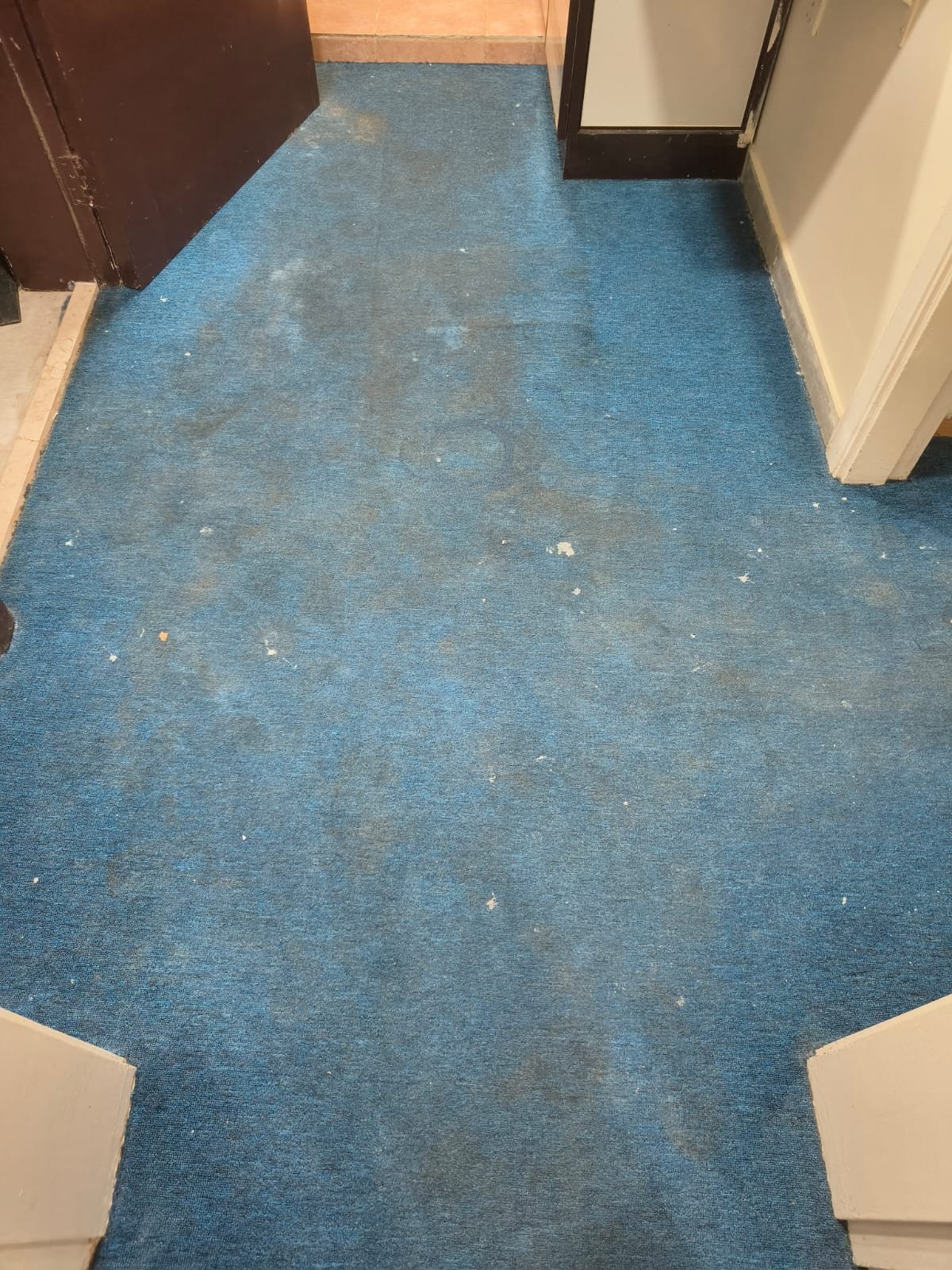 Blue Office Carpet Cleaning Abu Dhabi - Wall-to-Wall Carpet Restoration