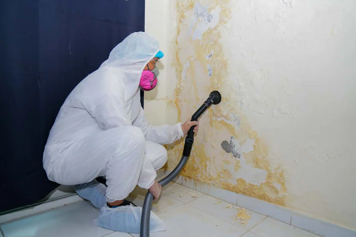 Mold Removal